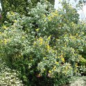Cytisus battandieri P19 (3)